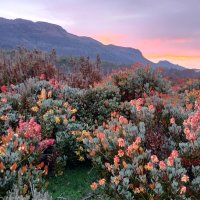 Morning mountain Rocket - Zoe Barker